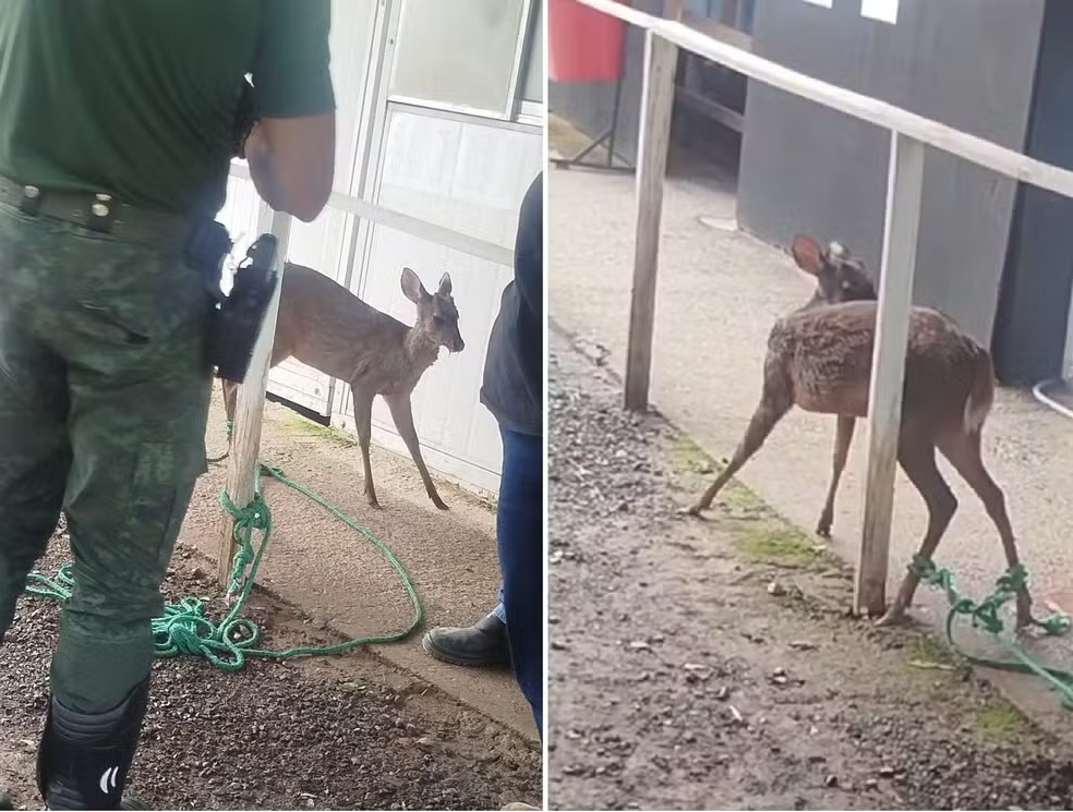  Veado ferido é resgatado na Bandeirantes